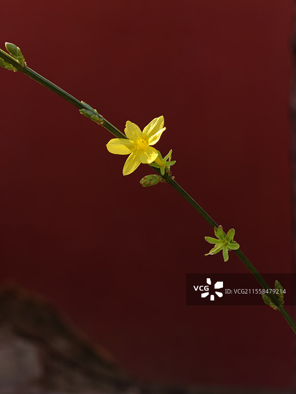 红墙背景，一枝迎春花被光照亮图片素材