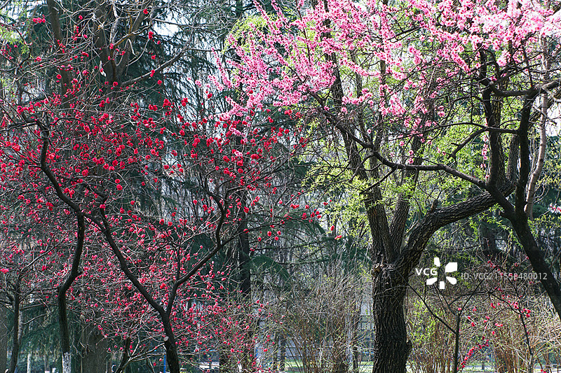 桃红柳绿图片素材