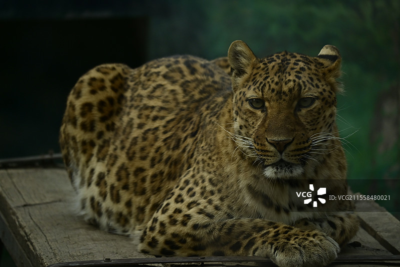 济南动物园 豹图片素材