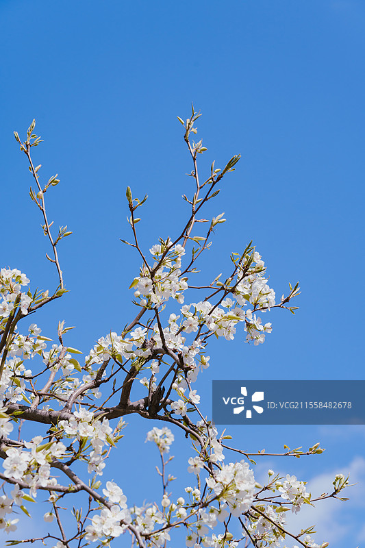 京城梨园梨花特写图片素材