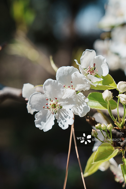 京城梨园梨花特写图片素材