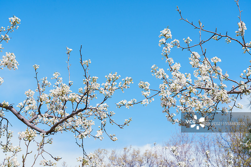 京城梨园梨花树图片素材