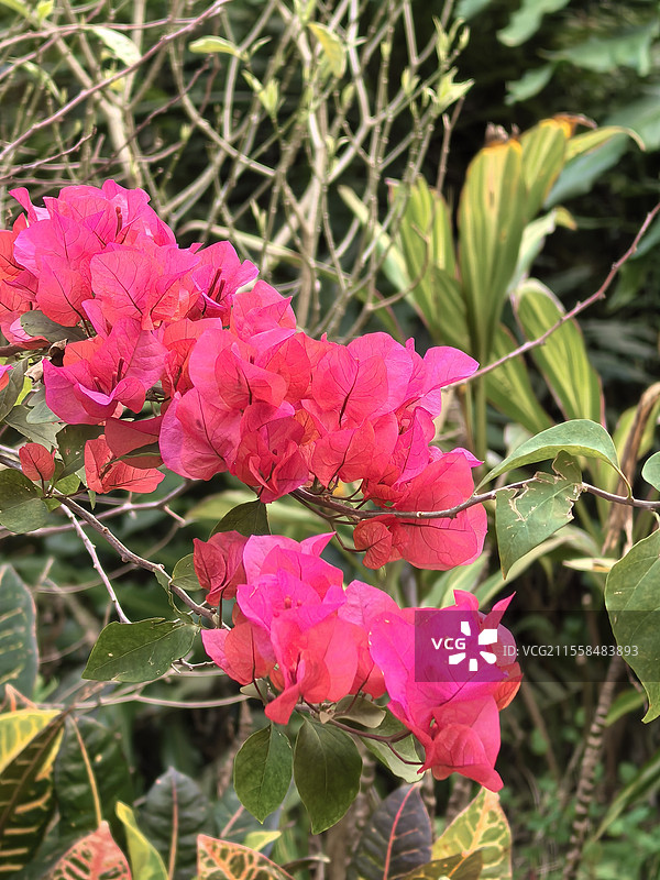 春天的三角梅图片素材