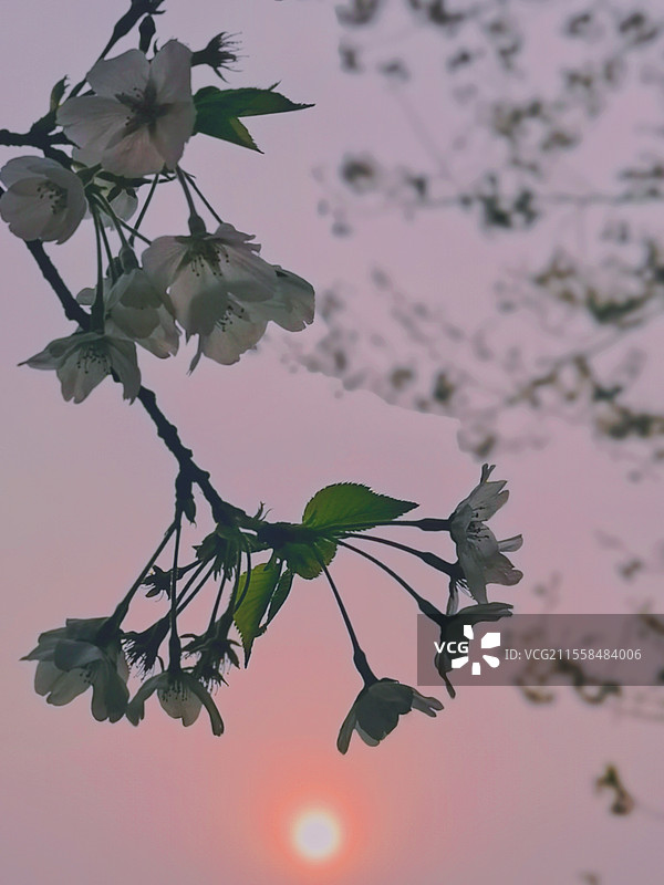 凤凰沟的樱花图片素材