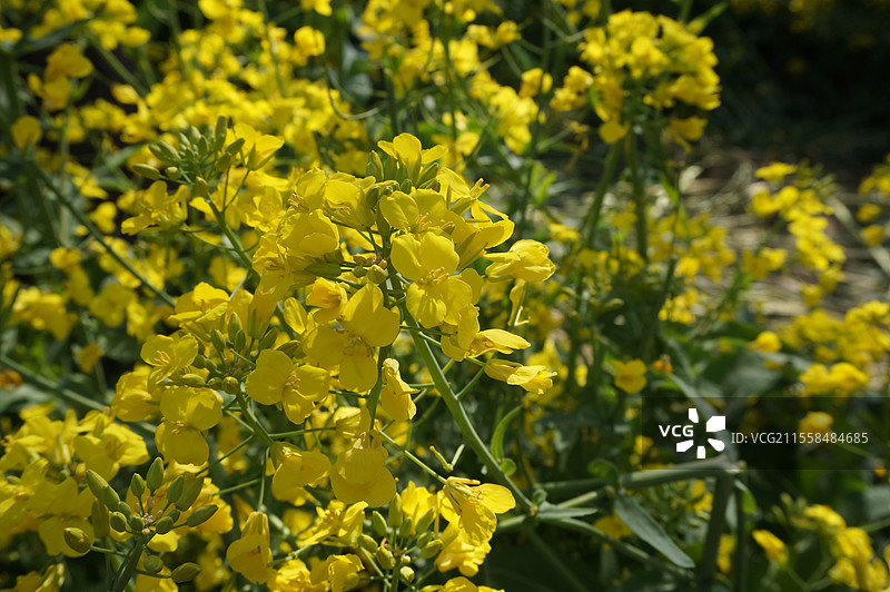 美丽的黄色花朵图片素材
