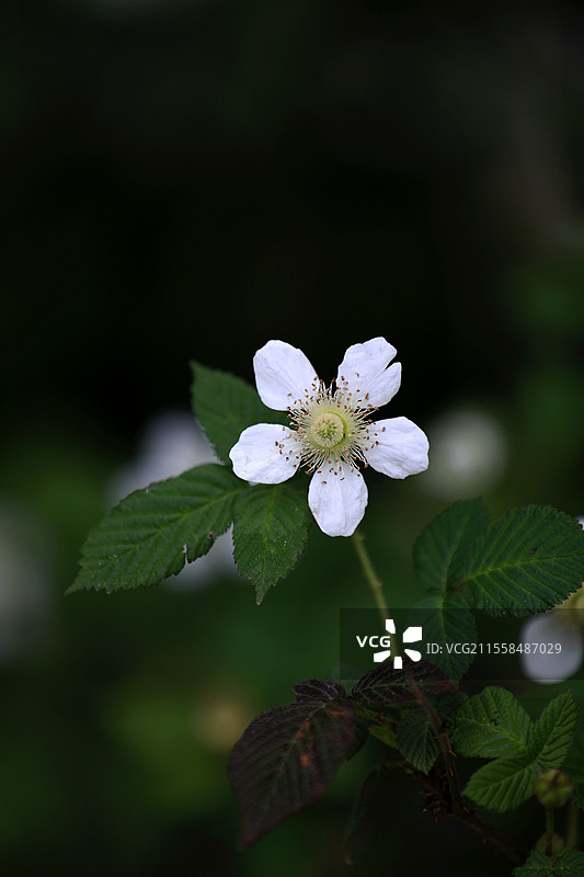 一朵小白花特写图片素材