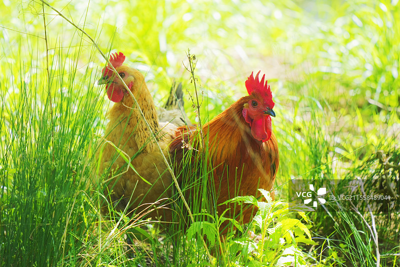 两只鸡图片素材