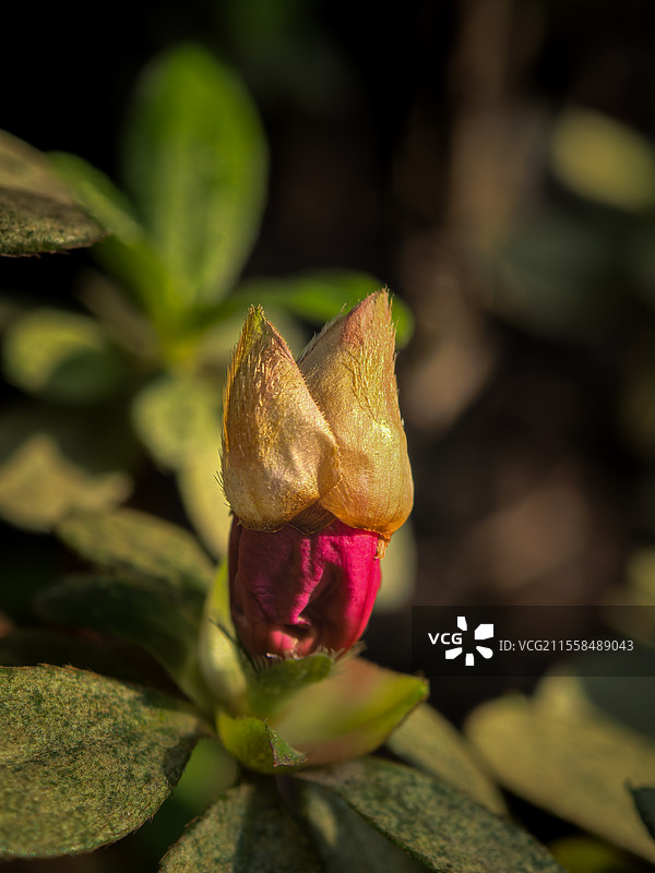 杜鹃花蕾的小毡帽图片素材