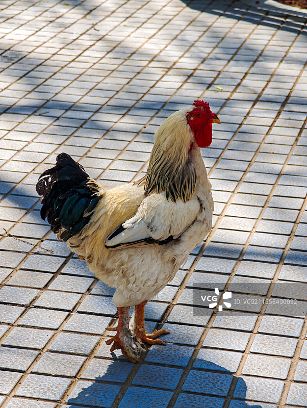 阳光下的广场雄鸡图片素材