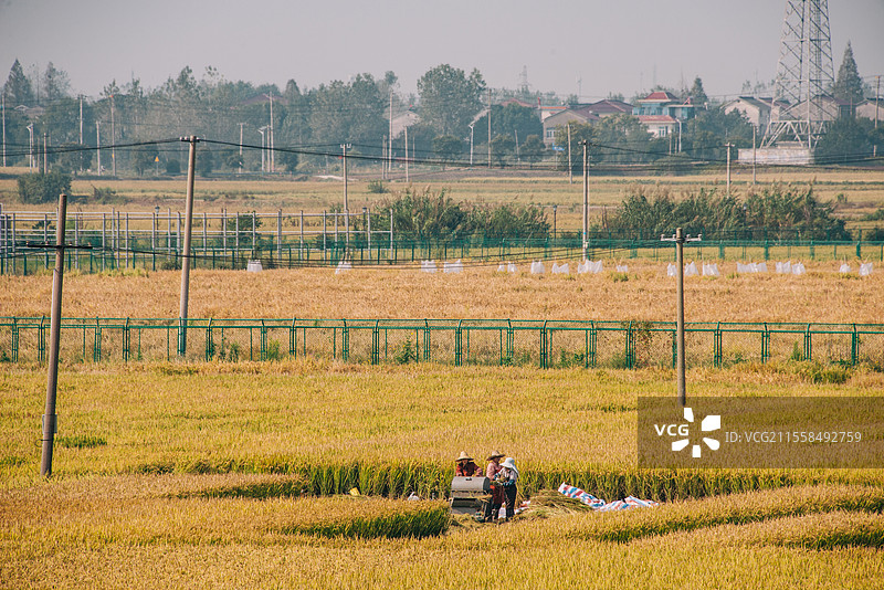 水稻丰收-农民劳作图片素材
