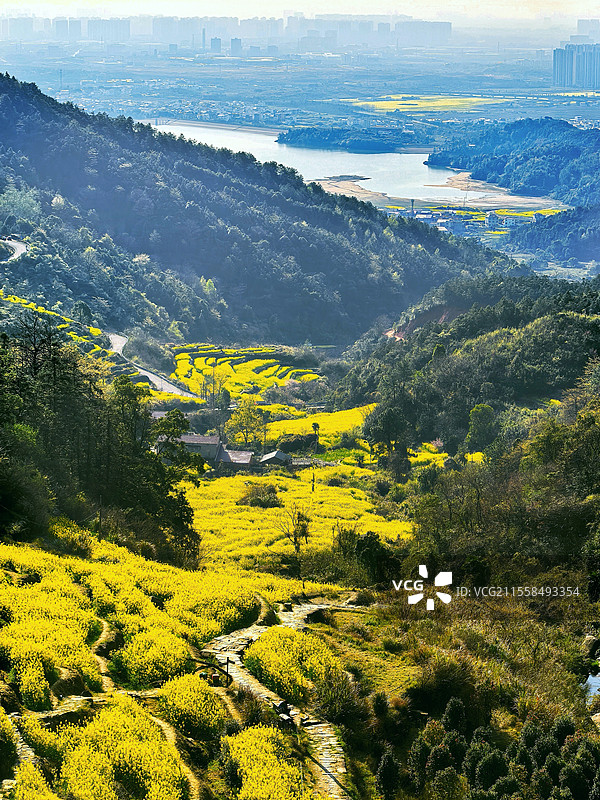 城市与群山梯田的油菜花(南昌梅岭)图片素材