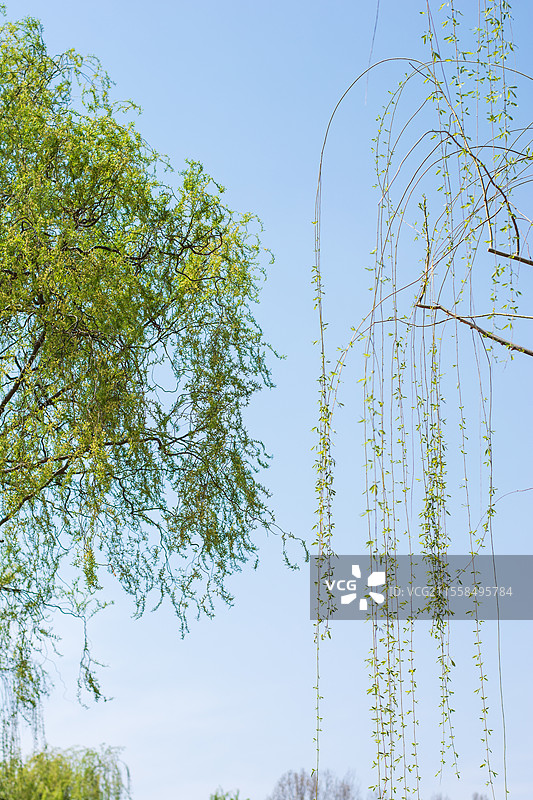 龙柳和普通垂柳树的对比图图片素材