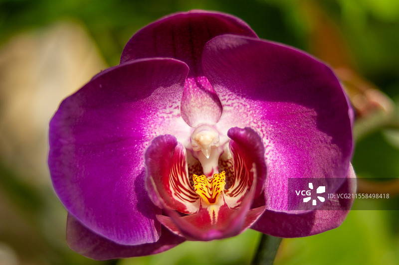 春季室内盛开的蝴蝶兰花，自然生态，植物花卉微距静物，养花生活爱好图片素材