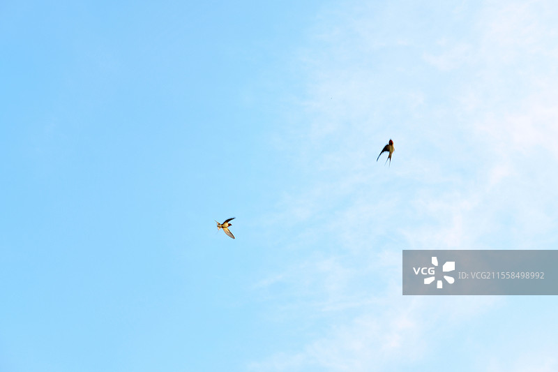双飞燕。蓝色天空背景下燕子高飞。蓝天白云图片素材