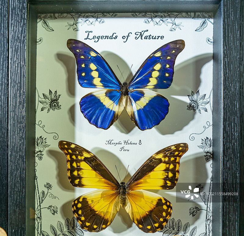 中国野生动物拍摄主题，陈列柜展示盒各种蝴蝶品种的标本架装饰品艺术品相框裱起来展示，室内无人图像摄影图片素材