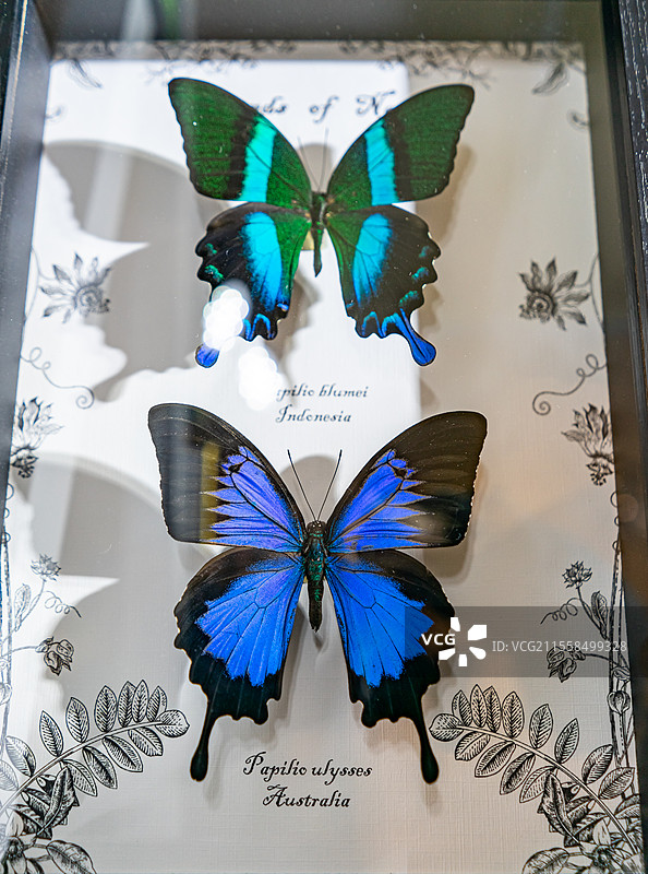 中国野生动物拍摄主题，陈列柜展示盒各种蝴蝶品种的标本架装饰品艺术品相框裱起来展示，室内无人图像摄影图片素材