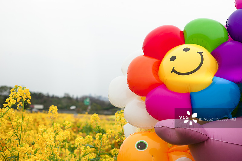 成都黉柏路中段的油菜花田，油菜花，油菜花田，田园，花田，花海，三月，春天，初春，立春，开花，花朵图片素材