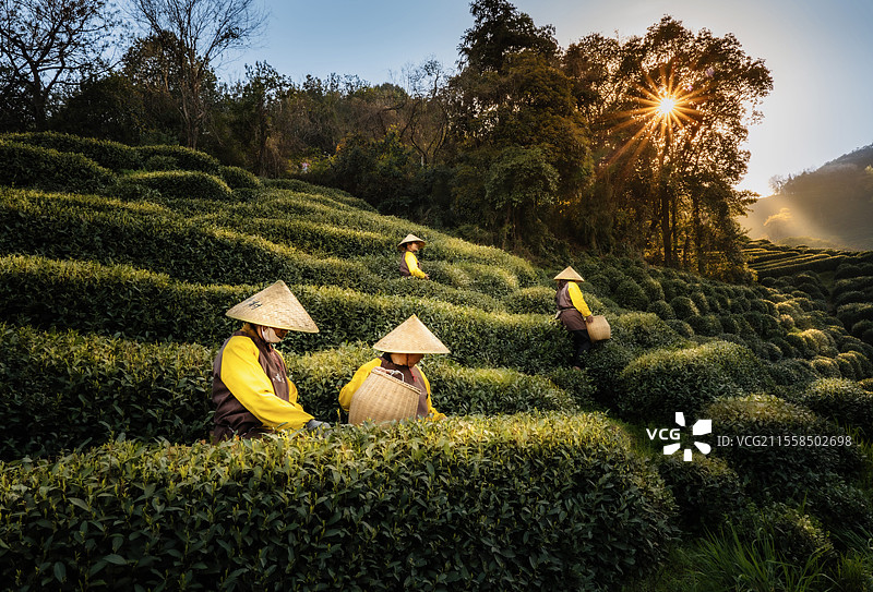 杭州龙井采茶图图片素材