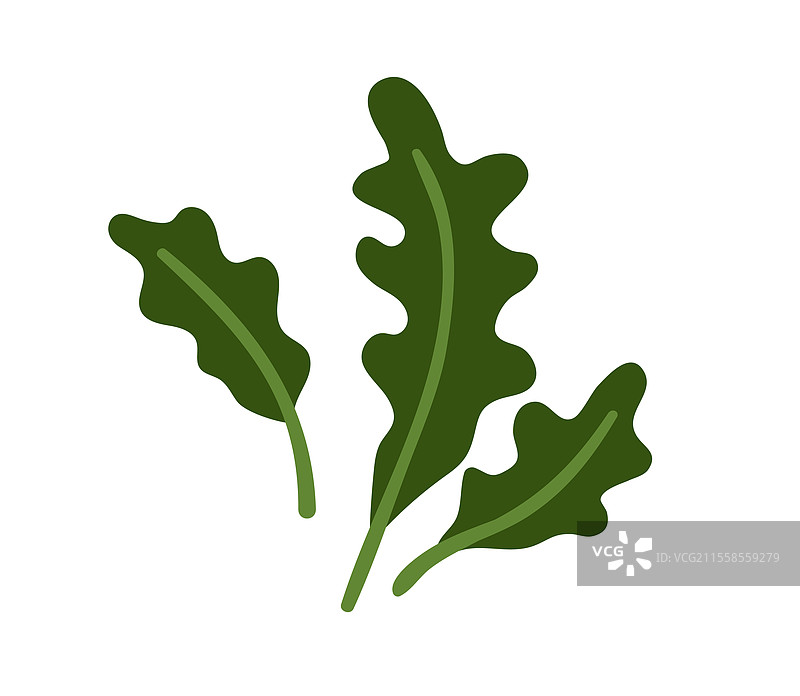 新鲜的芝麻菜叶子，绿叶蔬菜，火箭菜，花园图片素材