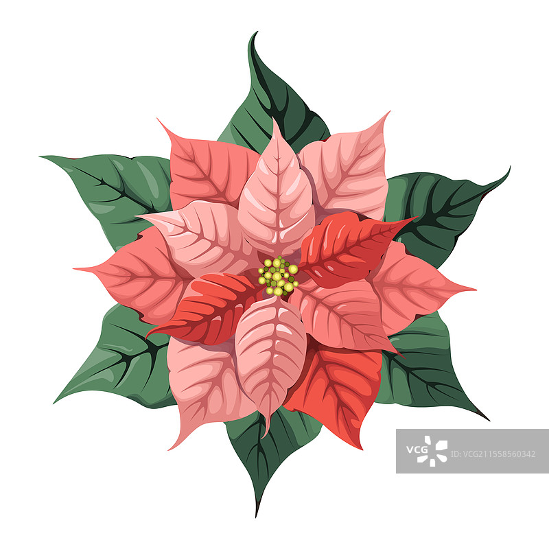 一品红花图片素材