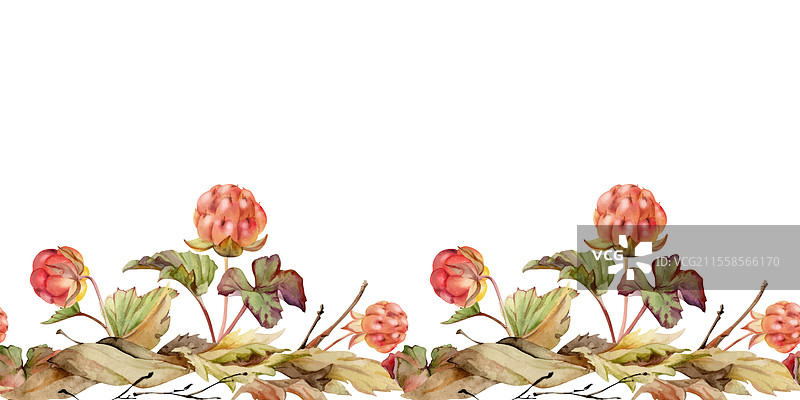 秋叶中的云莓和覆盆子手握着图片素材