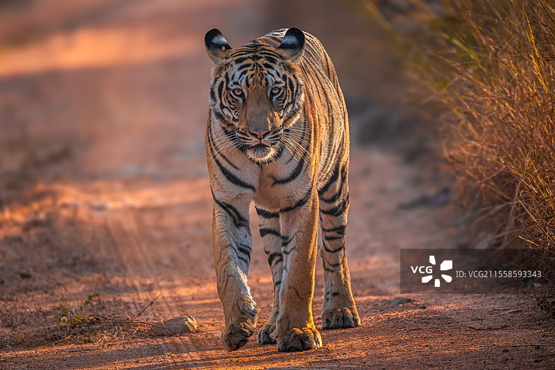 印度草地上行走的老虎特写图片素材