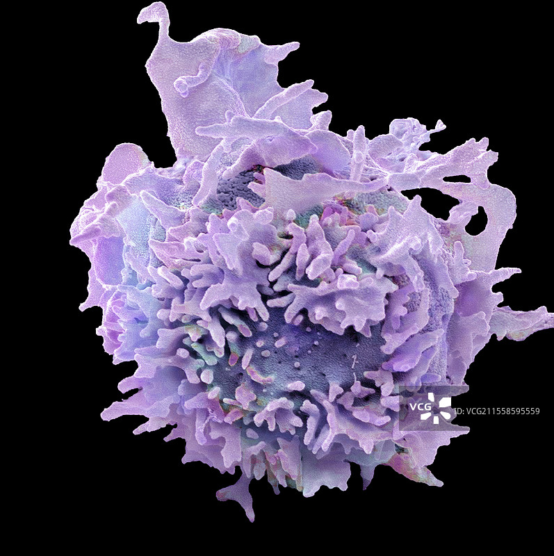 自然杀伤细胞（NK细胞），扫描电镜图像图片素材