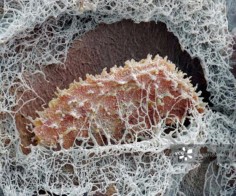 软骨细胞，扫描电子显微镜图像图片素材