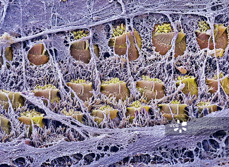 胎儿耳蜗，扫描电子显微镜图像图片素材