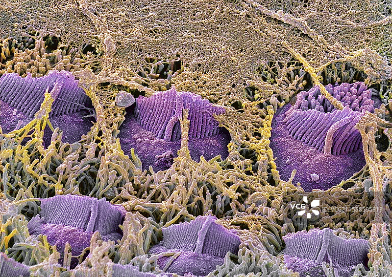 胎儿耳蜗，扫描电子显微镜图像图片素材