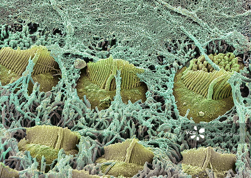 胎儿耳蜗，扫描电子显微镜图像图片素材