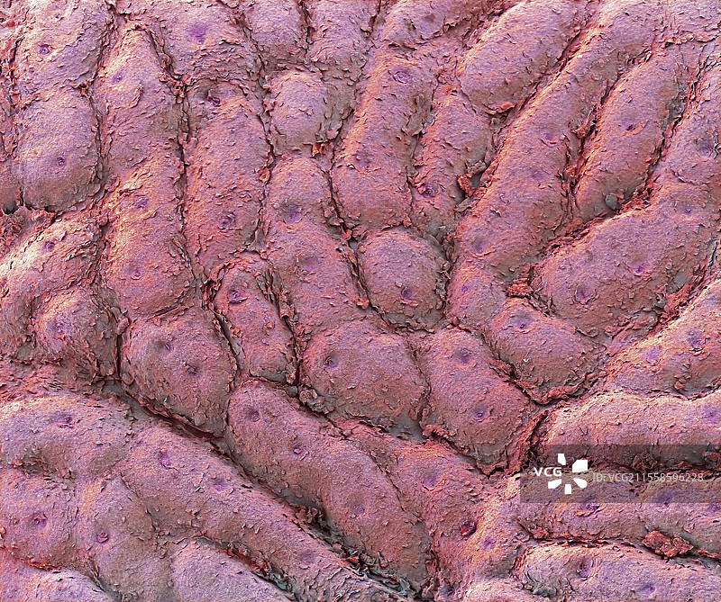 指纹，扫描电子显微镜图片素材