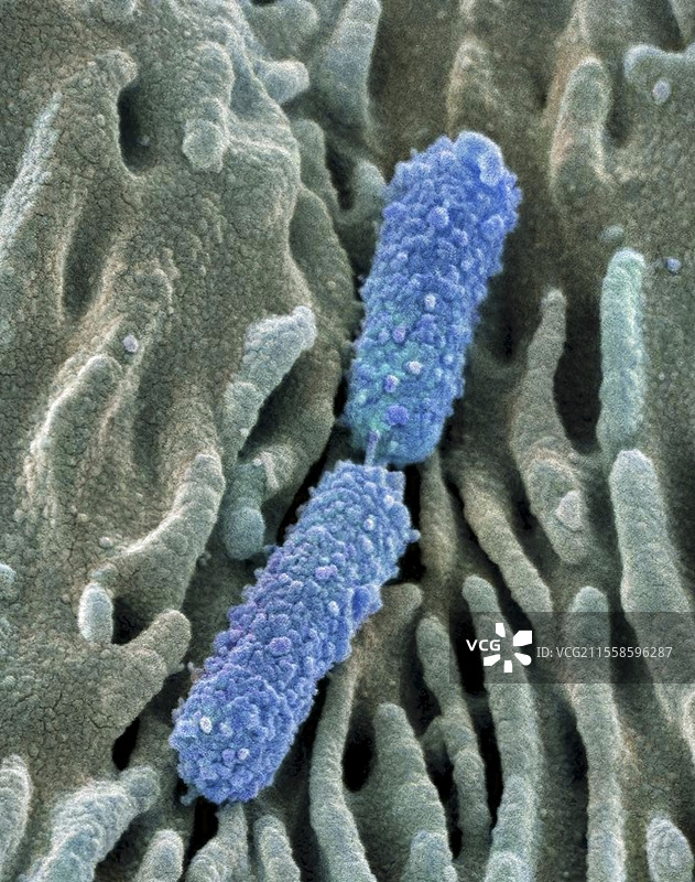大肠杆菌，扫描电子显微镜图像图片素材