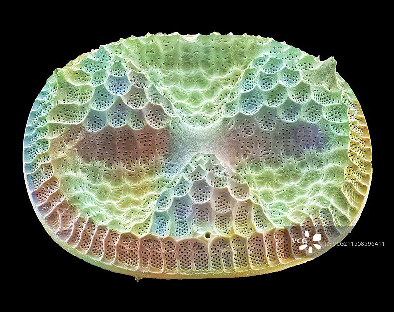 硅藻，扫描电子显微镜图像图片素材