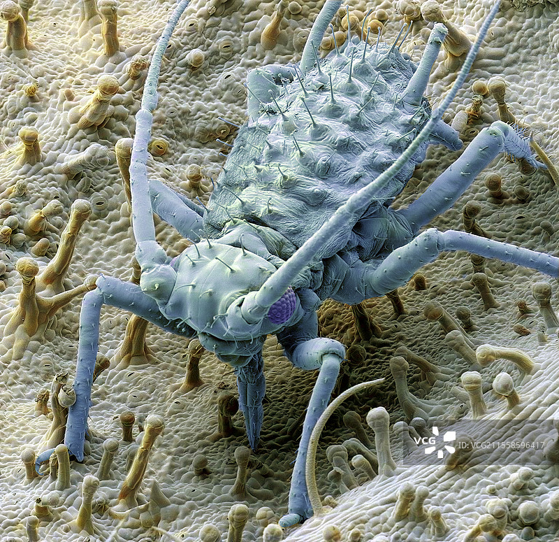 喂食蚜虫，扫描电子显微镜图像图片素材