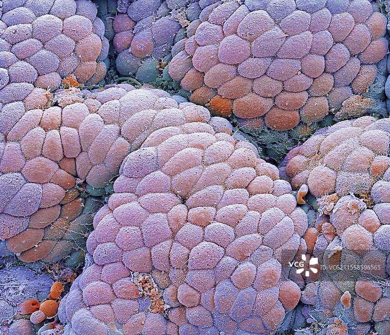 胃黏膜，扫描电子显微镜图像图片素材