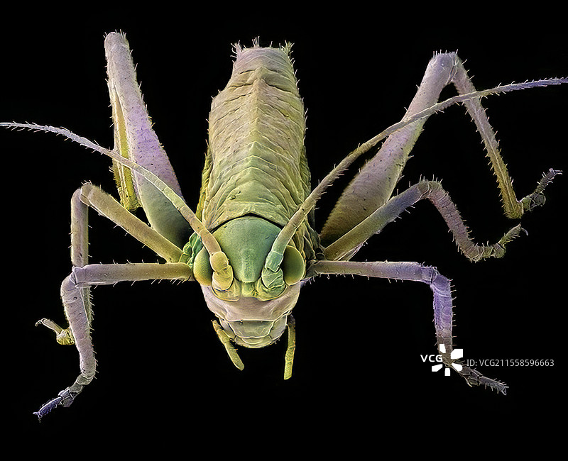 蚂蚱，扫描电子显微镜图片素材