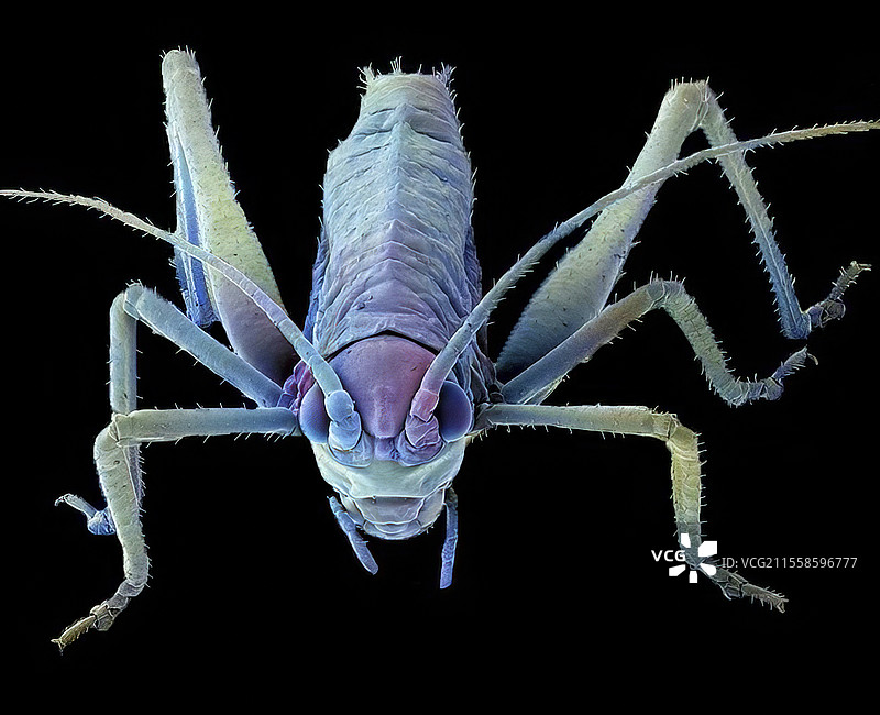 蚂蚱，扫描电子显微镜图片素材