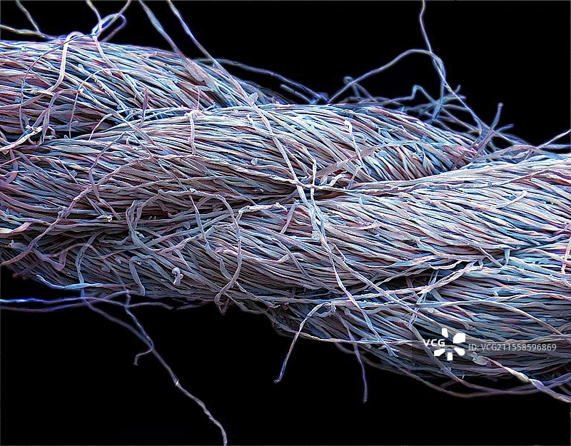 卫生棉条中的粘胶纤维，扫描电子显微镜图像图片素材