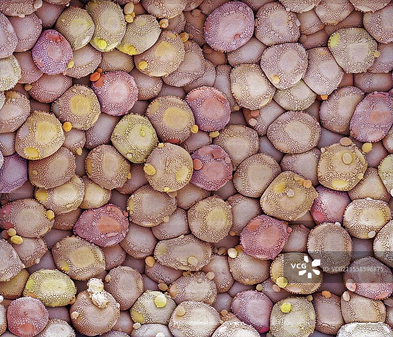 锈菌感染，扫描电子显微镜图像图片素材