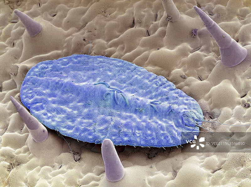 鳞翅目昆虫，扫描电子显微镜图像图片素材