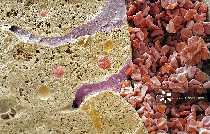 肝静脉，扫描电子显微镜图像图片素材