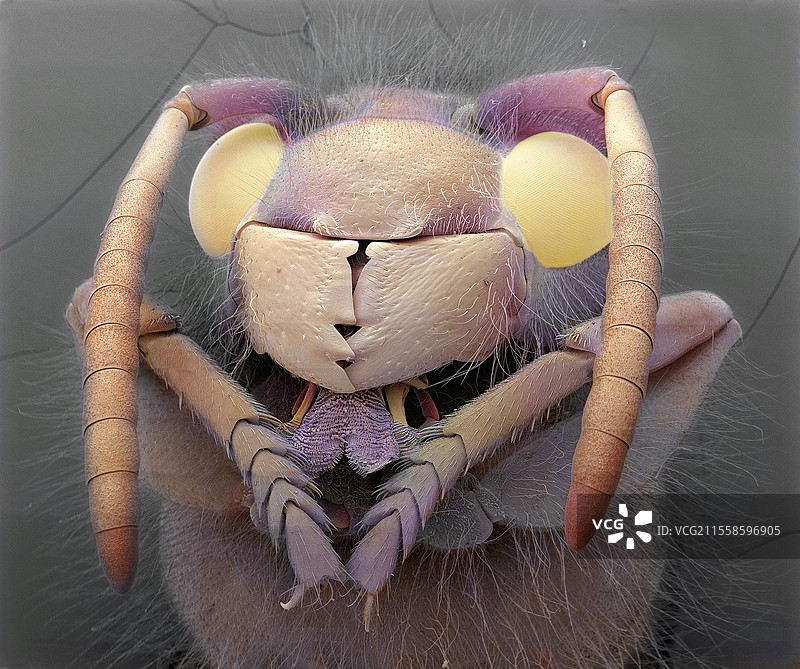 黄蜂，扫描电子显微镜图像图片素材