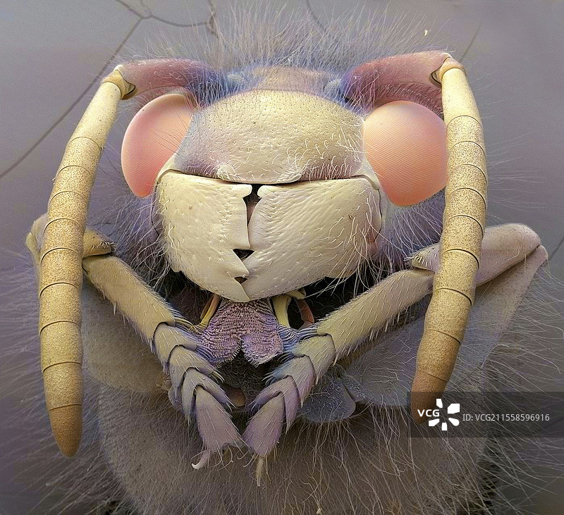 黄蜂，扫描电子显微镜图像图片素材