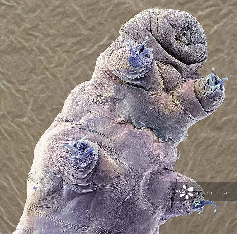 缓步动物，扫描电子显微镜图像图片素材