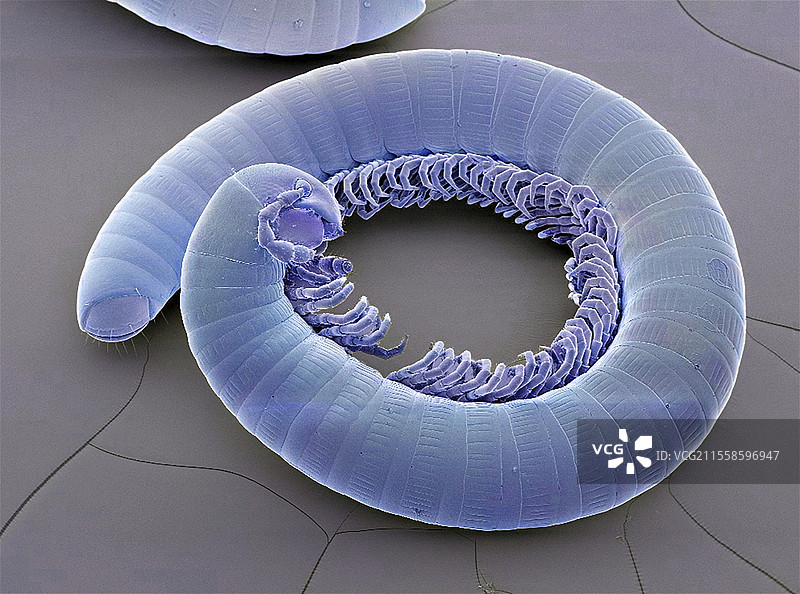 千足虫，扫描电子显微镜图像图片素材