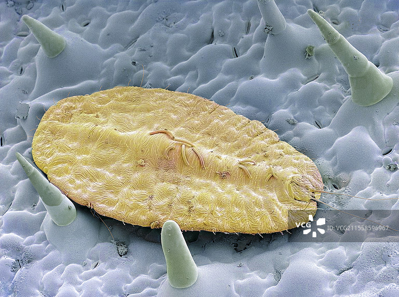 鳞翅目昆虫，扫描电子显微镜图像图片素材