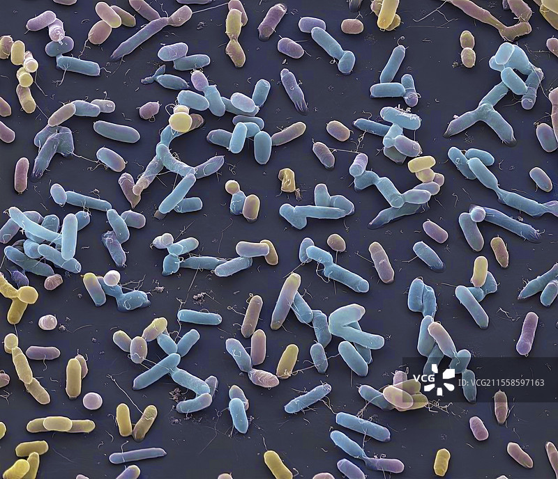 沙门氏菌，扫描电子显微镜图像图片素材