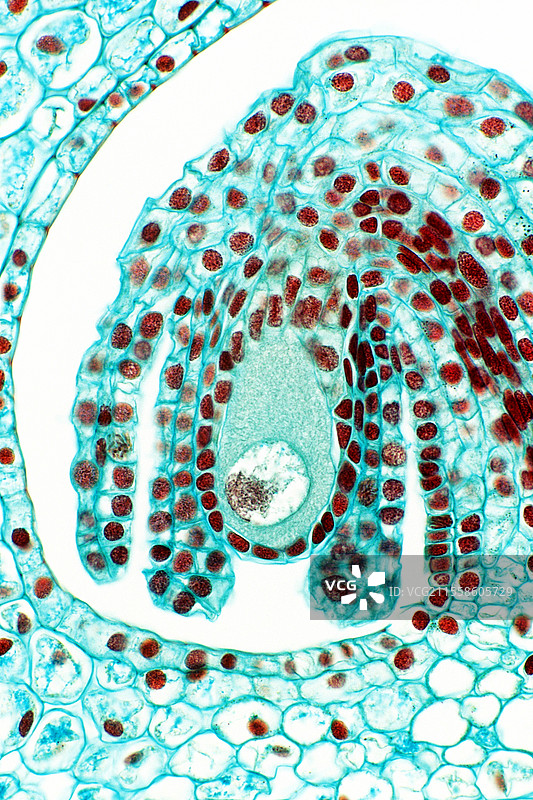 百合花胚囊图片素材