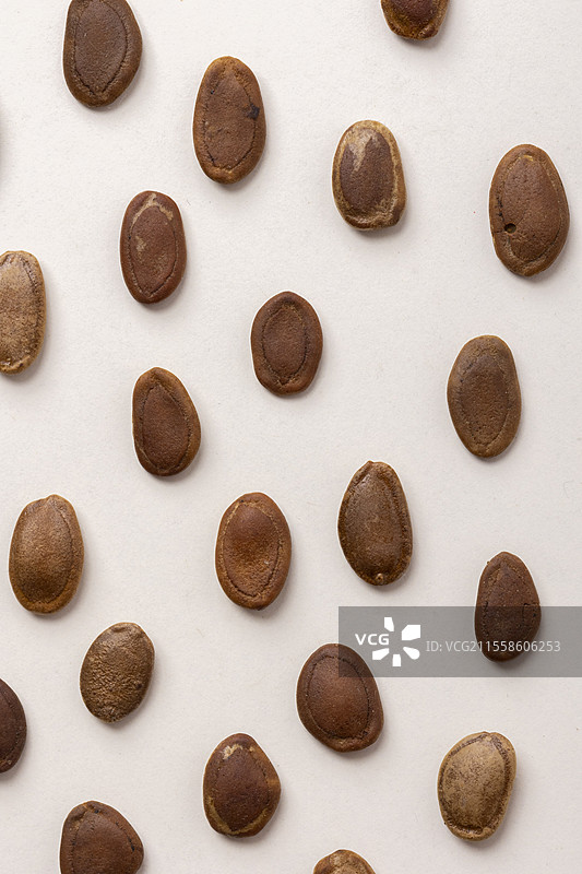 中药瓜蒌籽（瓜蒌子）图片素材